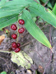 Maianthemum stellatum fruits. photo