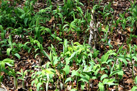 Starry False Solomon's Seal in Early spring showing growth habit. photo