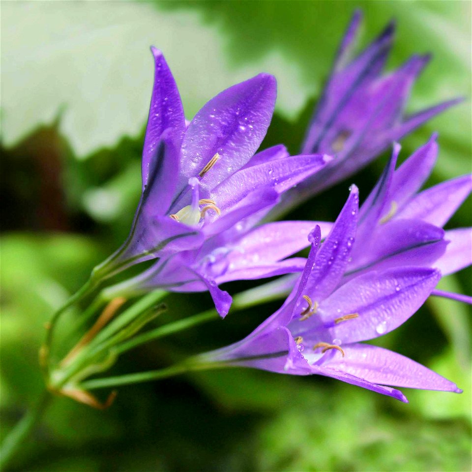 Triteleia Laxa