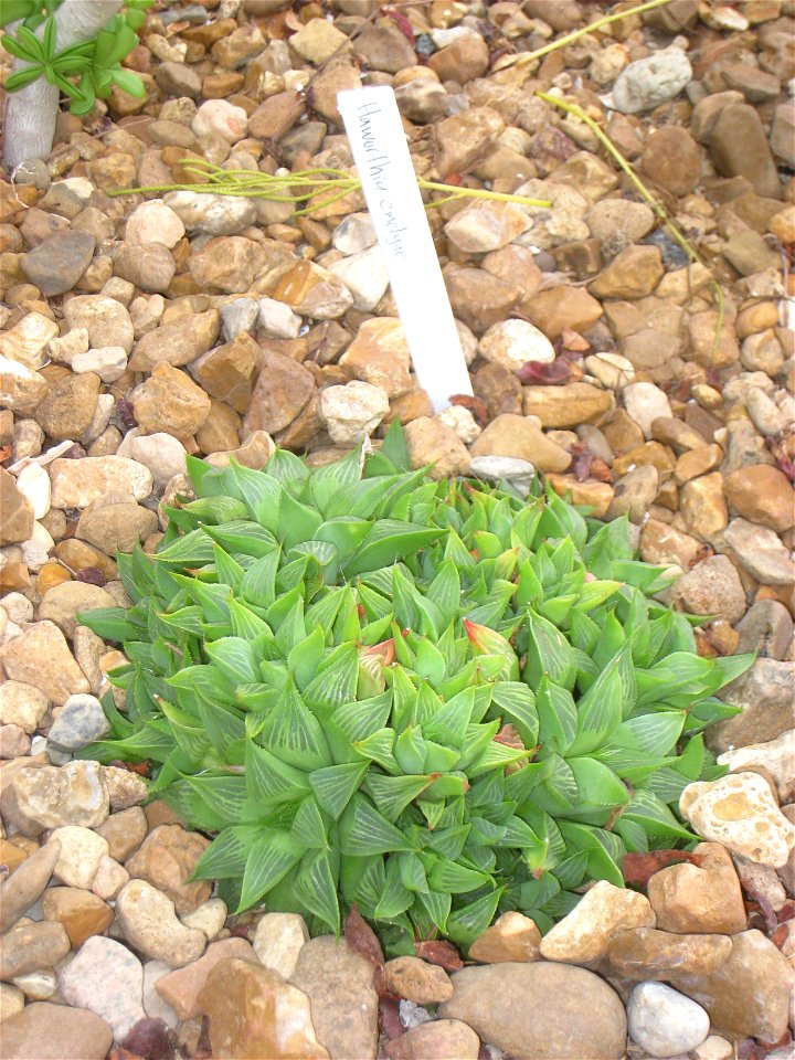 Haworthia emelyae. Specimen in the conservatory - Matthaei Botanical Gardens, University of Michigan, 1800 N Dixboro Road, Ann Arbor, Michigan, USA.