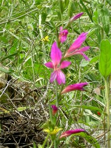 Bloom In Nahal Amud photo