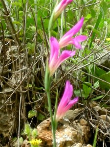 Bloom In Nahal Amud photo