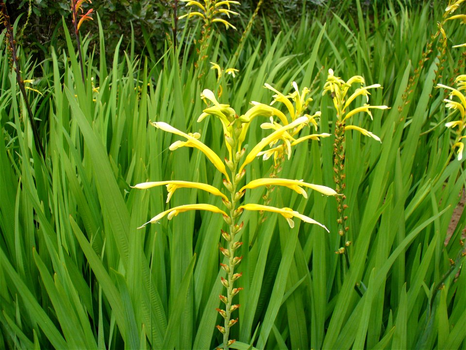Kirstenbosch Gardens Cape Town