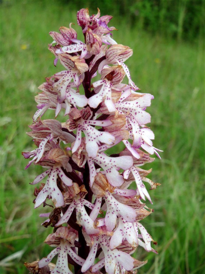Purpur-Knabenkraut (Orchis purpurea) im Naturschutzgebiet Badstube