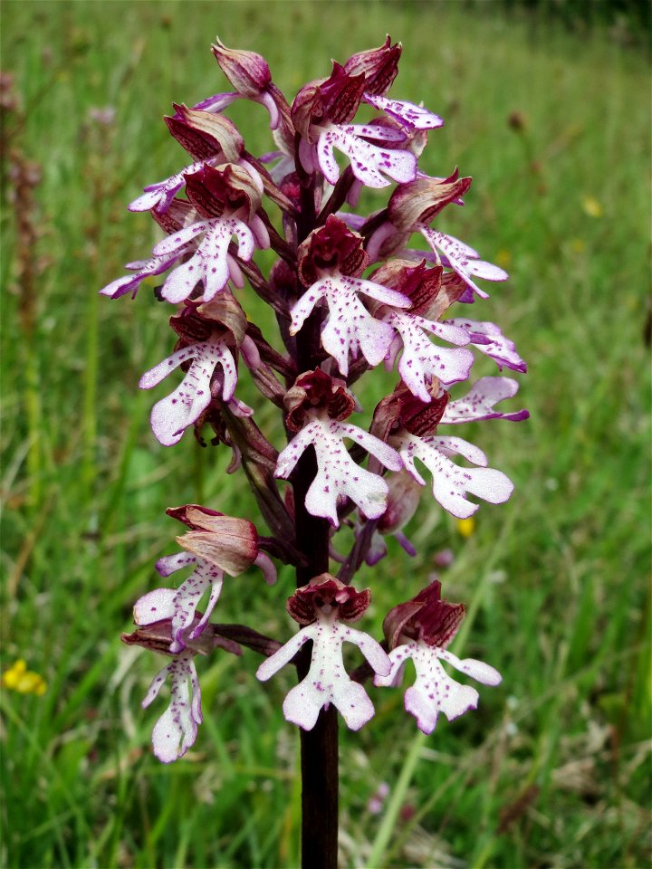 Purpur-Knabenkraut (Orchis purpurea) im Naturschutzgebiet Badstube