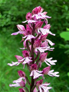 Hybrid-Knabenkraut (Orchis × hybrida) im Naturschutzgebiet Badstube