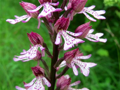 Hybrid-Knabenkraut (Orchis × hybrida) im Naturschutzgebiet Badstube