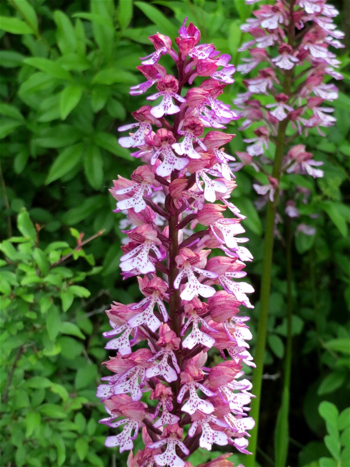 Hybrid-Knabenkraut (Orchis × hybrida) im Naturschutzgebiet Badstube