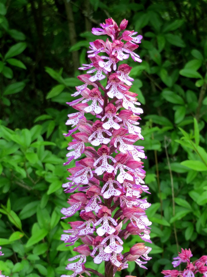 Hybrid-Knabenkraut (Orchis × hybrida) im Naturschutzgebiet Badstube