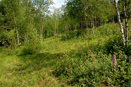 Description: Bonsai Bank, Denge Wood, , Source: Self made, Date:20th May 2007. This image is  relevant to the articles on Denge Wood and the North Downs.