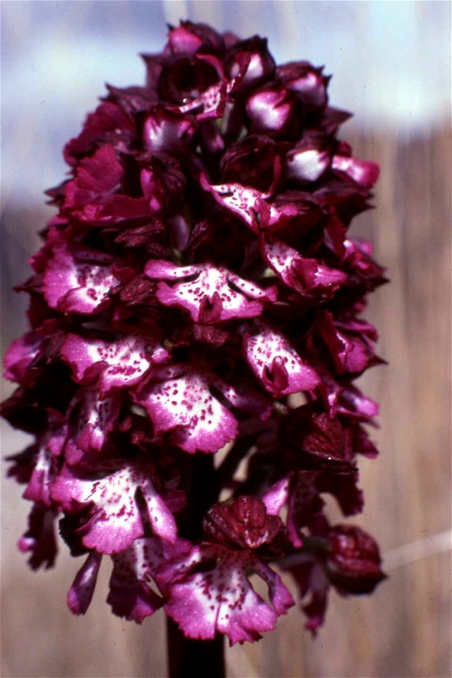 Orchis purpurea