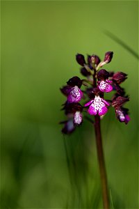 Orchis purpurea