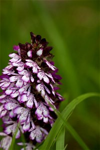 Orchidée non identifiée