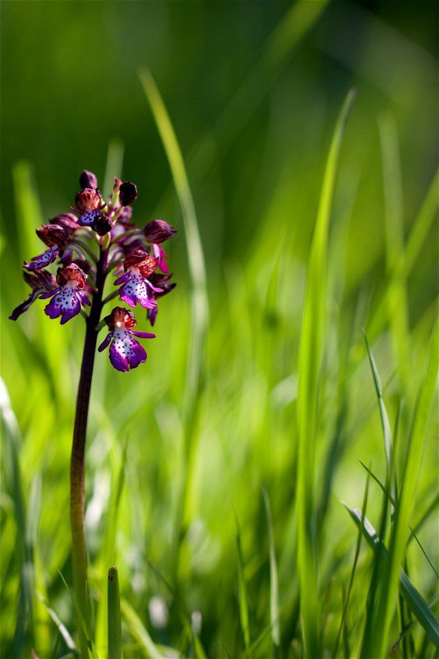 Orchidée non identifiée
