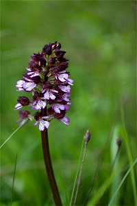 Orchidée non identifiée photographiée en Croatie
