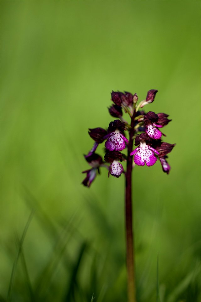 Orchidée non identifiée