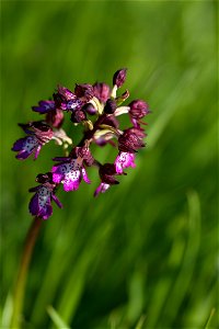 Orchidée non identifiée