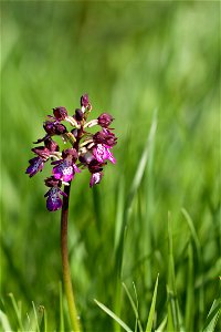 Orchidée non identifiée