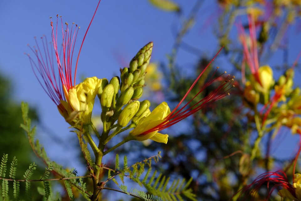 Caesalpinioideae fabaceae caesalpinia gilliesii