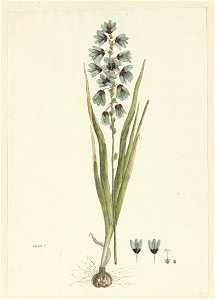 IdentificatieTitel(s): Ixia viridiflora Lam.ixia (titel op object)Objecttype: tekening albumblad Objectnummer: RP-T-1914-18-70Opschriften / Merken: annotatie, linksonder, pen in bruin: ‘ixia.’ (in Gor