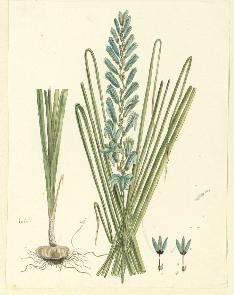 IdentificatieTitel(s): Ixia viridiflora Larn.ixia (titel op object)Objecttype: tekening albumblad Objectnummer: RP-T-1914-18-54Opschriften / Merken: annotatie, linksonder, pen in bruin: ‘ixia.’ (in Go