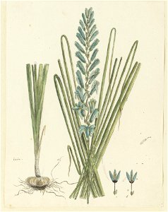 IdentificatieTitel(s): Ixia viridiflora Larn.ixia (titel op object)Objecttype: tekening albumblad Objectnummer: RP-T-1914-18-54Opschriften / Merken: annotatie, linksonder, pen in bruin: ‘ixia.’ (in Go