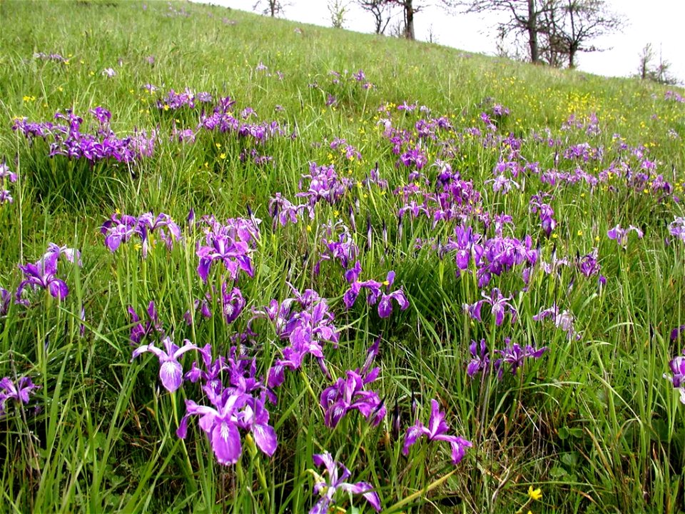 Image title: Baldtop iris and buttercup cover a prairie hillside
Image from Public domain images website, http://www.public-domain-image.com/full-image/flora-plants-public-domain-images-pictures/flowe