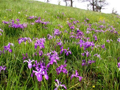 Image title: Baldtop iris and buttercup cover a prairie hillside
Image from Public domain images website, http://www.public-domain-image.com/full-image/flora-plants-public-domain-images-pictures/flowe