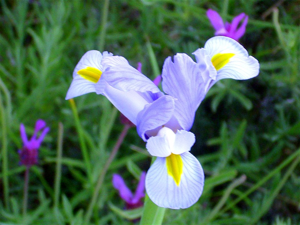 Iris xiphium close up, Sierra Madrona, Spain