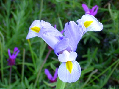 Iris xiphium close up, Sierra Madrona, Spain photo