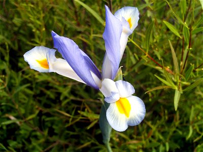 Iris xiphium Flower closeup, Dehesa Boyal de Puertollano, Spain photo