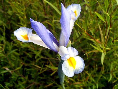 Iris xiphium Flower closeup,  Dehesa Boyal de Puertollano, Spain