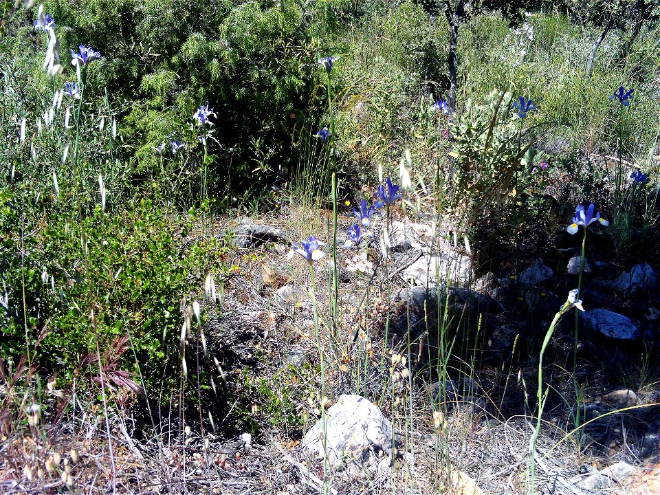 Iris xiphium Habitat,  Dehesa Boyal de Puertollano, Spain