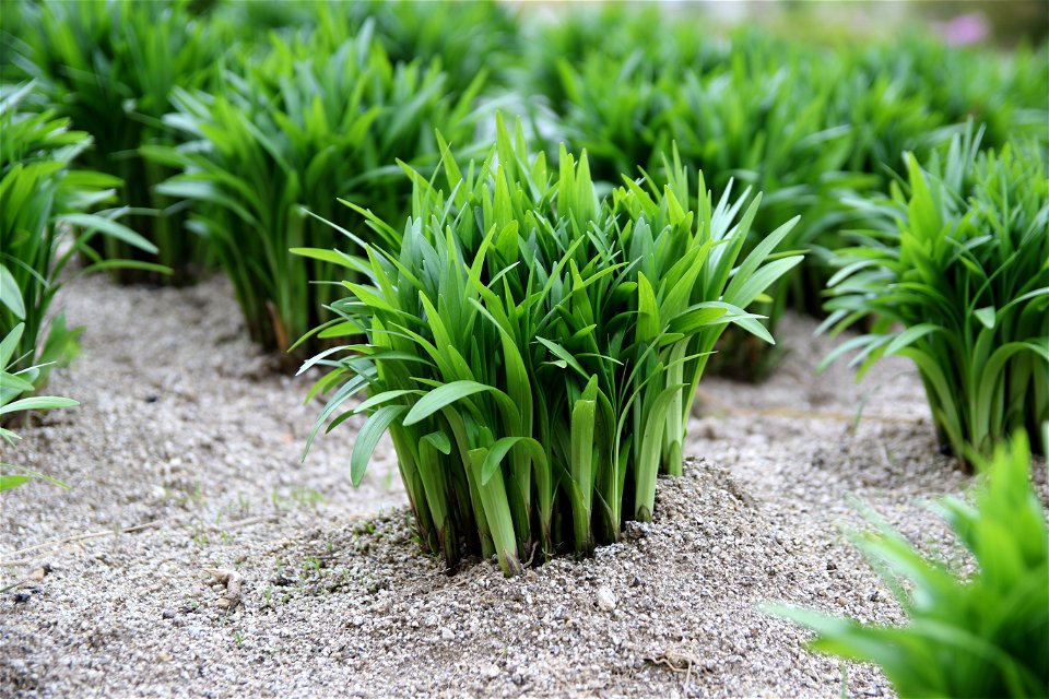 Hooker chives (Allium hookeri) in Gangneung, Korea