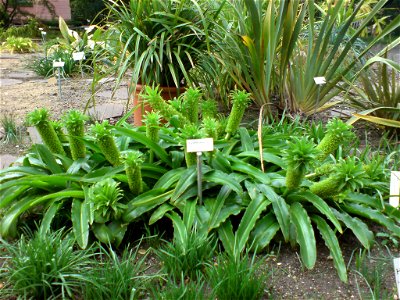 Eucomis autumnalis (Schopflilie) - Botanischer Garten Leipzig