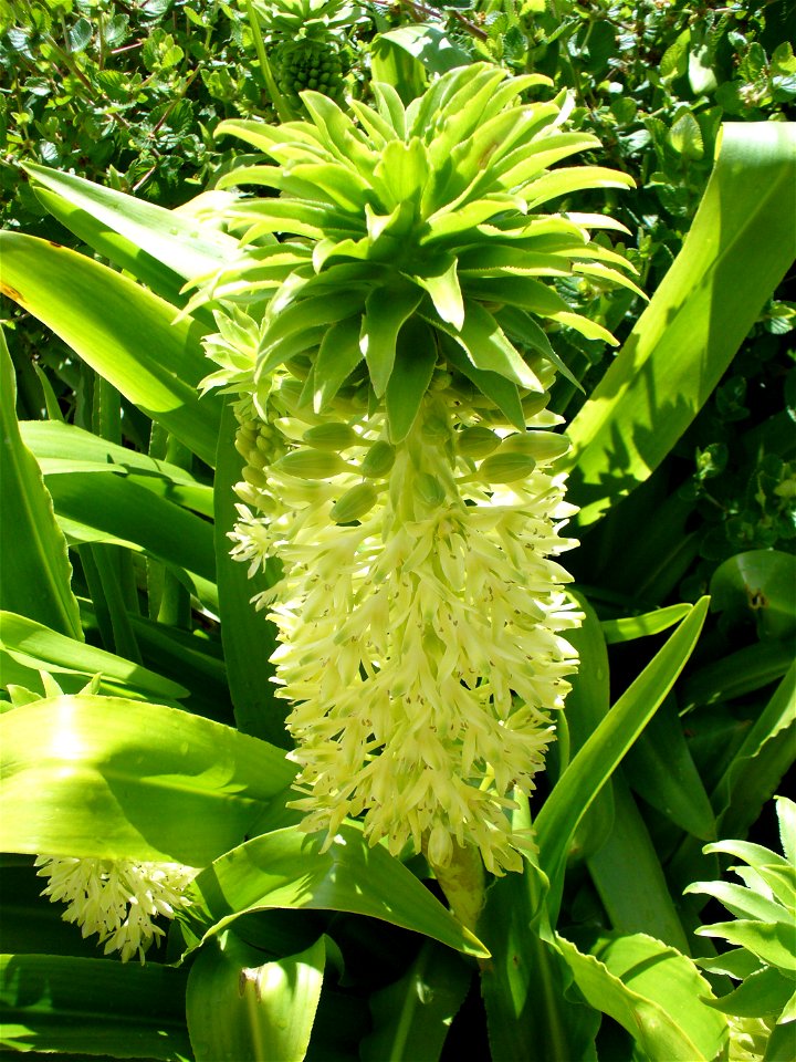 Pineapple flower