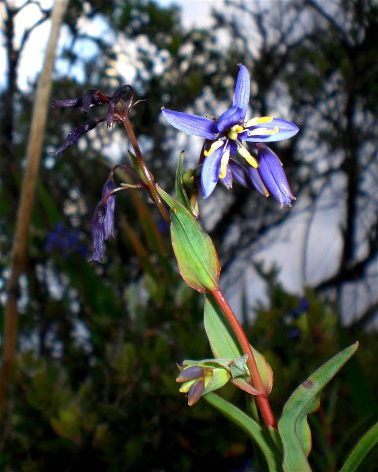 Stypandra glauca on Mount Melville, Albany, Western Australia.
