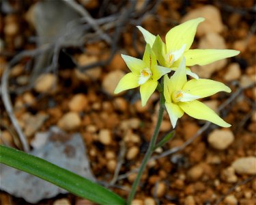 A species of Caladenia, probably Caladenia flava in a disturbed and seasonally wet area of Jarrah Forest.  The specimen was one of many orchid, Drosera, and Stylidium species to occupy the area.