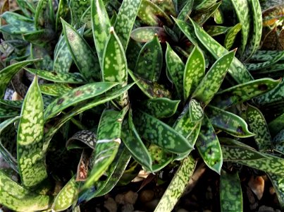 Gasteria liliputana =  Gasteria obliqua = Gasteria bicolor at the Volunteer Park Conservatory, Seattle, Washington, USA. Identified by sign.