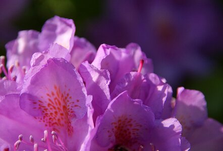 Garden bush rhododendron blossoms photo