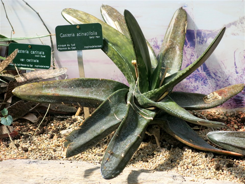 Gasteria acinacifolia in the greenhouses of the Jardin des Plantes de Paris. Plant identified by its botanic label.
