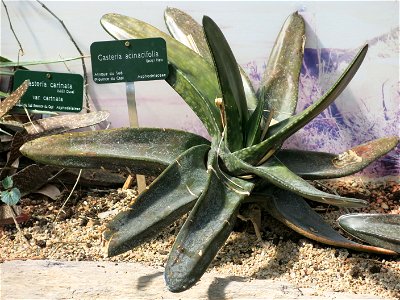 Gasteria acinacifolia in the greenhouses of the Jardin des Plantes de Paris. Plant identified by its botanic label.