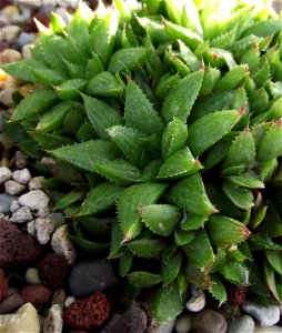 Haworthia integra at the Volunteer Park Conservatory, Seattle, Washington, USA. Identified by sign.