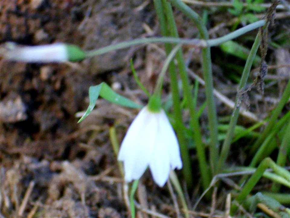 Leucojum autumnale flowers, Fresnedas river, Valle de Alcudia