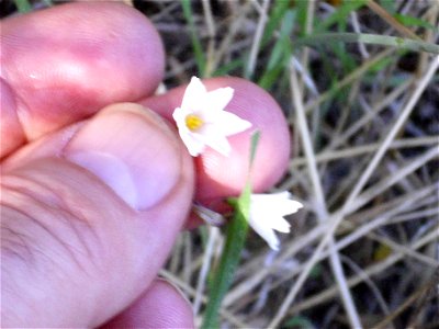 Leucojum autumnale flowers close up, Fresnedas river, Valle de Alcudia