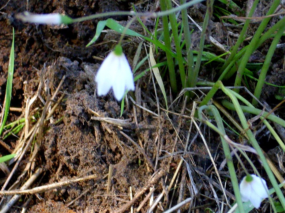 Leucojum autumnale flowers, Fresnedas river, Valle de Alcudia