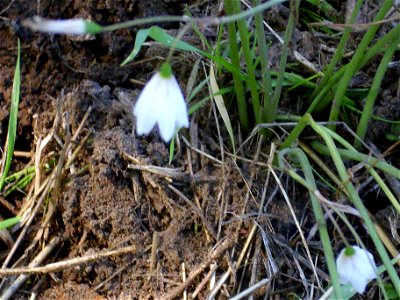 Leucojum autumnale flowers, Fresnedas river, Valle de Alcudia
