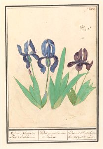 IdentificatieTitel(s): Blauwe en paarse irissen (Iris germanica)Kleene Blauwe en Puper lisbloemen / irides parvae Coerulae et Violacae. / Des iris Bleu et Couleur Violettes petite espêce. (titel op ob