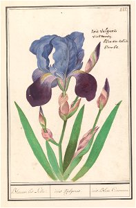 IdentificatieTitel(s): Paarse iris (Iris germanica)Blauwe lis Lelie. / iris Vulgaris. / iris Blue Commune (titel op object)Objecttype: tekening Objectnummer: RP-T-BR-2017-1-10-15Omschrijving: Paarse i