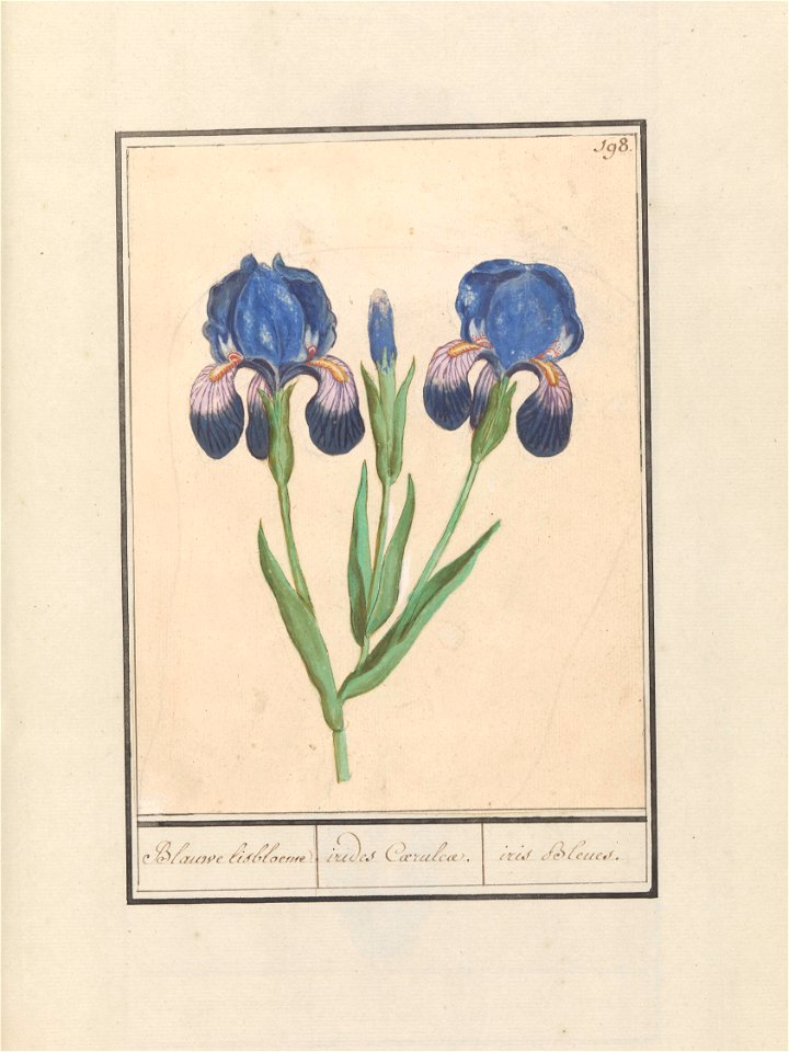 IdentificatieTitel(s): Paarse iris (Iris germanica)Blauwe lisbloeme. / irides Coeruleae. / iris Bleues (titel op object)Objecttype: tekening Objectnummer: RP-T-BR-2017-1-9-103Omschrijving: Paarse iris